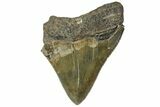 Bargain, Fossil Megalodon Tooth - Serrated Blade #163323-2